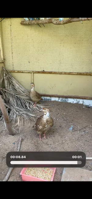 للبيع زوج صفارد منتجين صحتهم طيبه ما يشكو من شي