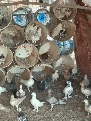 السلام عليكم ورحمة الله وبركاته حمام منتك ومزغل مل زين