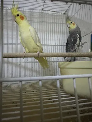 طيور كوكتيل حبه حلوه
