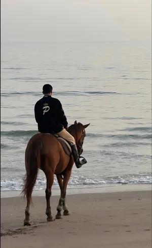 يوجد لدينا إيواء للخيل