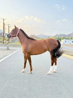فرس مهجنه حاره ماشاءالله