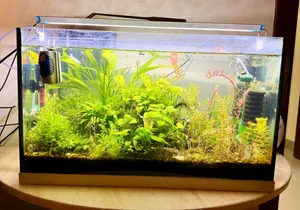 Fully Planted 65L Aquarium with Guppies, Shrimp & Full Equipment – Ready to Go!