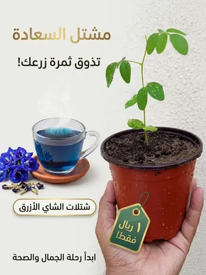 نوفر لكم :: (شتلات الشاي الأزررق المتسلقة )))