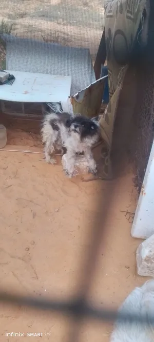 نتايا زينه شوف الوصف