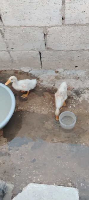 طيور بط اسود وابيض