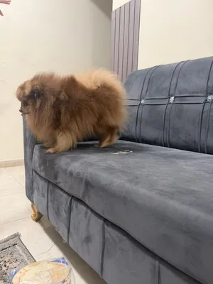 بورمنيان بيور قابل
