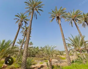 التواصل على الواتس
