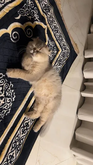 Scottish Fold Longhair – Golden Shaded adoption Bella