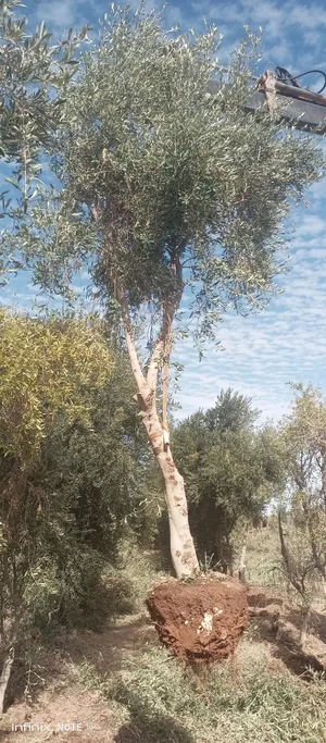 موجود اشجار زيتون للبيع نبيالي واسباني واربيكانا مكثف الارتفاع من 2متر الي 5متر من 2بوصه الي 8بوصه