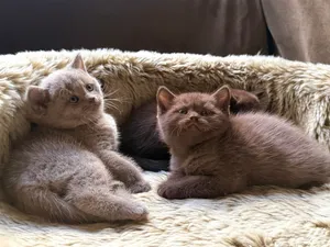 Pure British shorthair cinnamon, chocolate & lilac