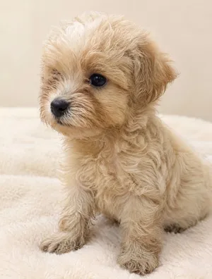 MALTIPOO PUPPIES “teacup and toy”