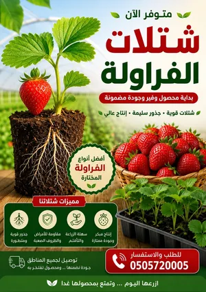 شتلات فروالة