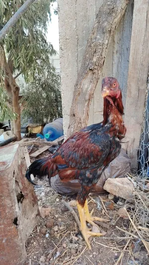 ديك باكستاني وحمام كنج