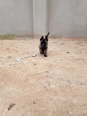 جراء مالينوا درجه 1بيور