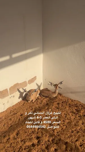 غزلان الدماني