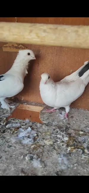 زوج رافل للبيع