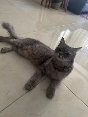 قط شيرازي ب400