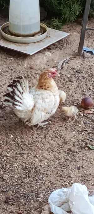كوبية دجاج كيني و تحتها 3 فلاليس