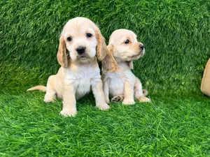 Cocker spaniel puppies