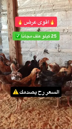 صوص بلدي اصلي للبيع + 25 كيلو علف مجانًا