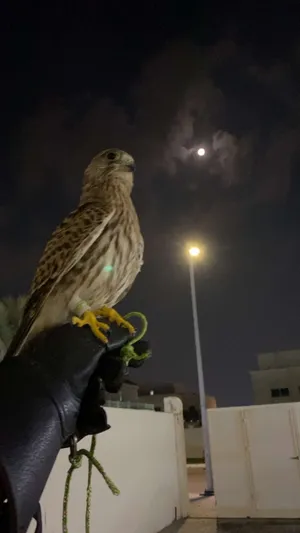 شرياس البيع ب 400