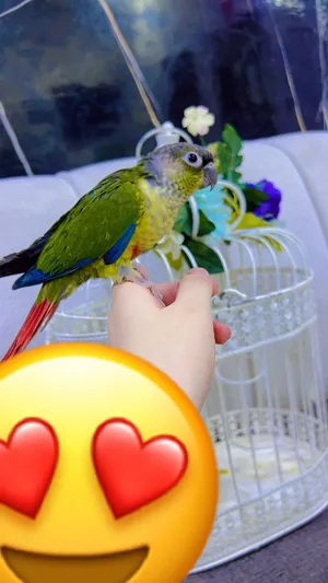 كنيور عمر 5 اشهر اليف