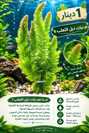 متوفر لدينا بفضل الله تعالى وبركاته نبات احواض السمك الطبيعية وسهله العنايه