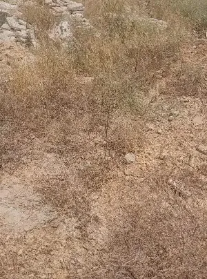 Mixed Use Land for Sale in Ramallah and Al-Bireh Other