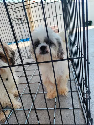 Shih Tzu Pair for Sale – 200 OMR Negotiable