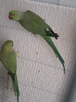 Beautiful long tail ringneck pair (untamed) in sharjah 420 aed only!!!