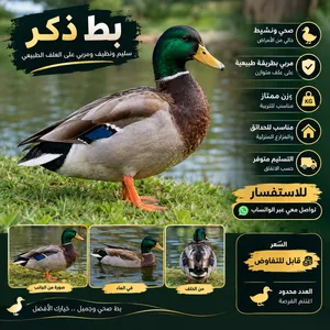 بط جميل. ،،،،