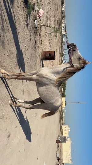 خيل فلوه للبيع