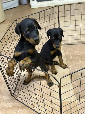 Doberman puppy