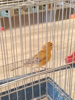 فرخ كنار نحاسي بصلاة على النبي حبه نظيفه