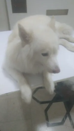 golden retriever pure.    200 omr German shepherd pure  250omr husky  for sale.150 Price negotiable