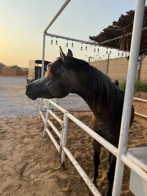 حصان عربي حار عمره 4 سنوات ركوبه طرب و شخصيه الحصان سليم ما يعاني من شي