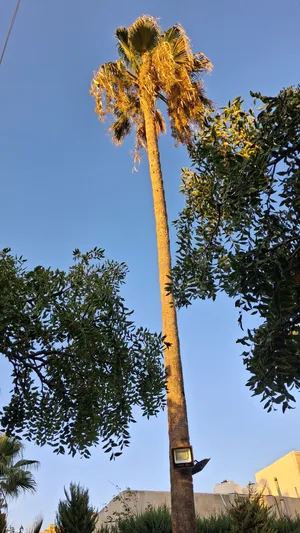 شجرة (واشنطنيه)