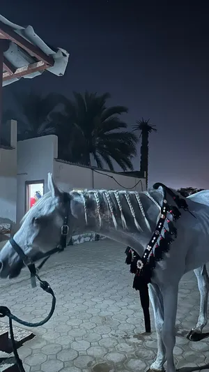 حصان خصي للبيع اقرأ الوصف