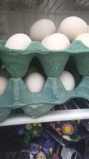 متاح طبقة بيض تفقيس