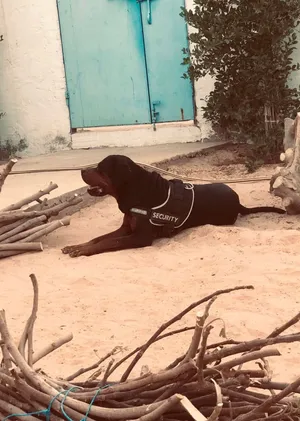 رود وايلر للبيع