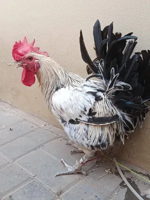 ديك فرنسي للبيع