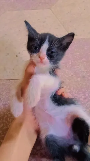 shirazi mix, male kitten