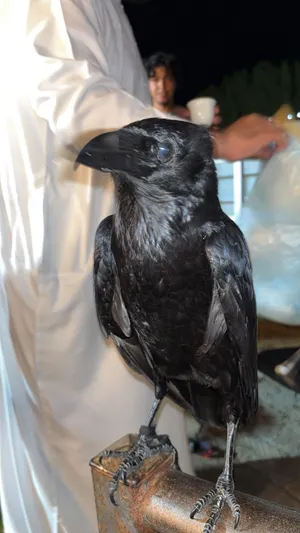 غراب الريفن جامبو للبيع jumbo raven for sale