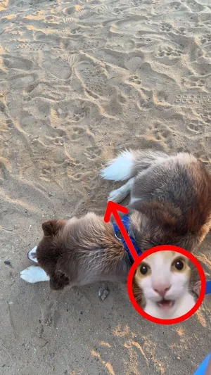 هاسكي بيور