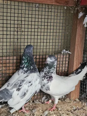 pigeons Pakistani