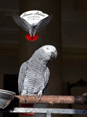 (كاسكو) (زنجباري) (رمادي الافريقي )