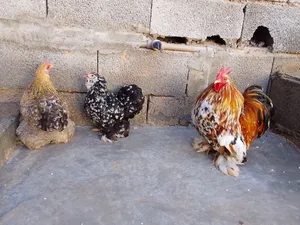 السلام عليكم يوجد زوز كوبية استرالي
