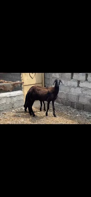 جاعده سودانية