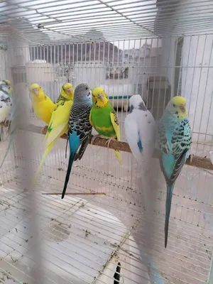 يوجد لدينا طيور الزينه