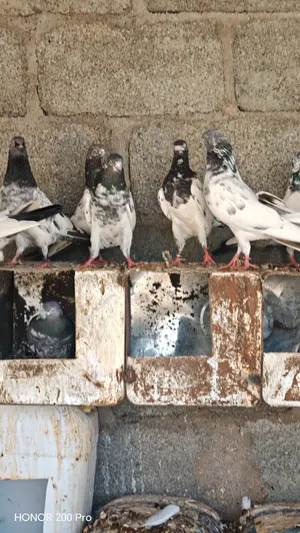 طيور نار الي يريد سلاله طيبه قويه استاذ نسل على مراد
